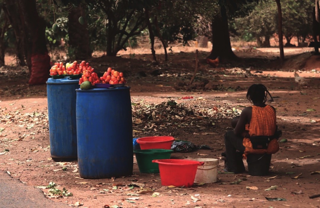 cashew_farm