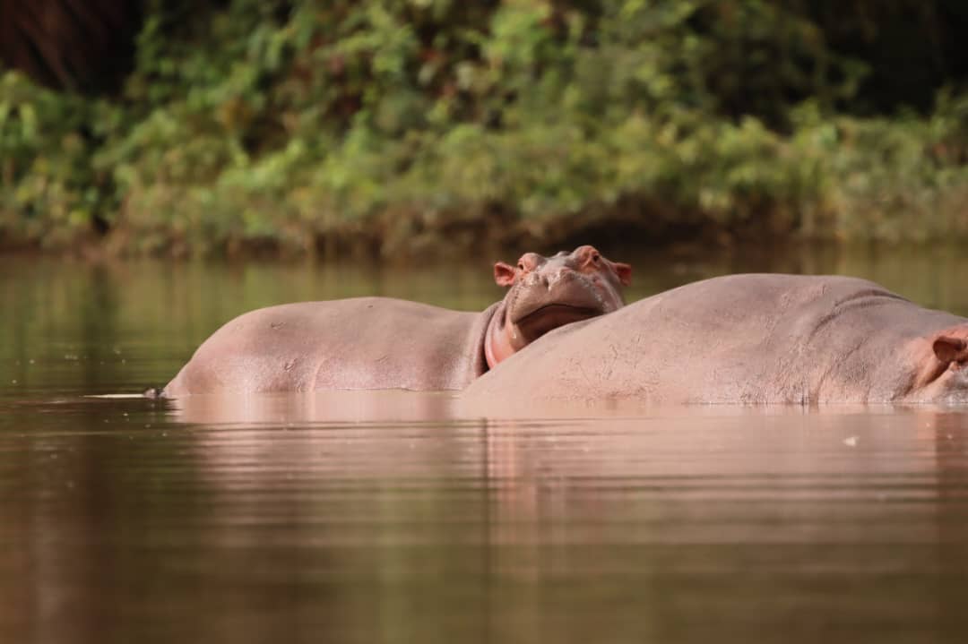 hippos_in_the_gambia_at_a_boat_trip_at_kuntur
