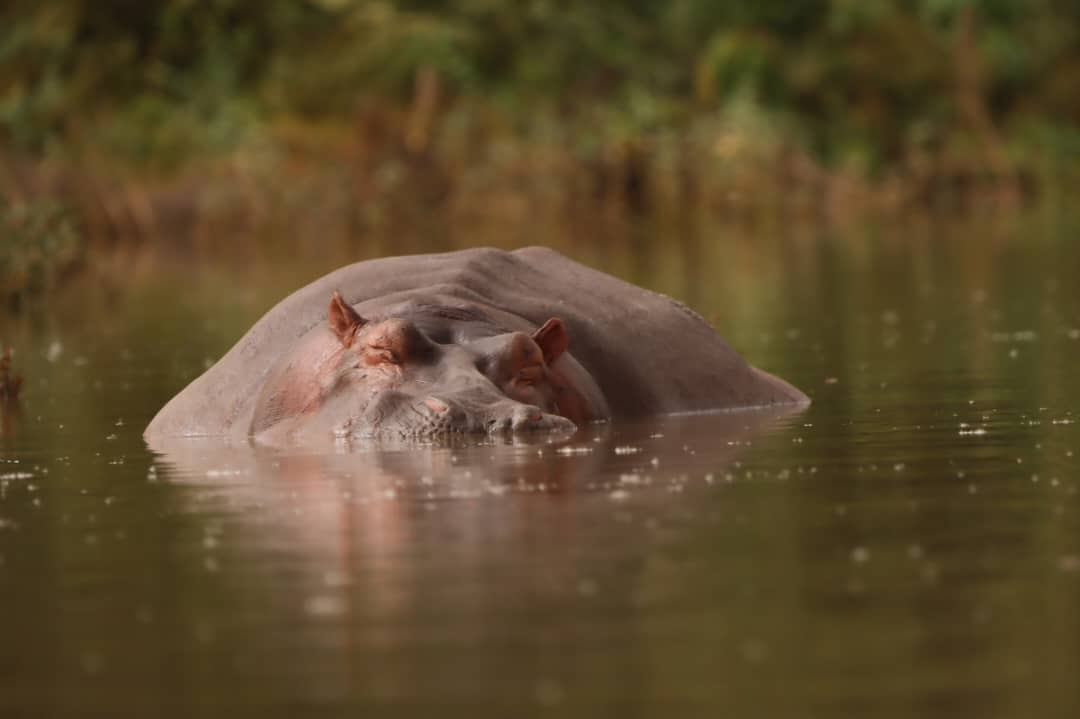 hippos_in_the_gambia_at_a_boat_trip_at_kuntur2