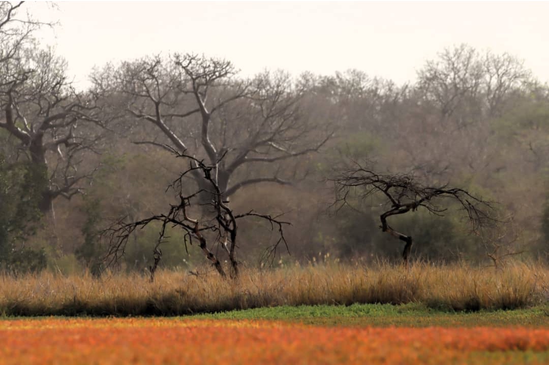 landscape_at_guinea_bissau