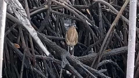Tiger-Heron